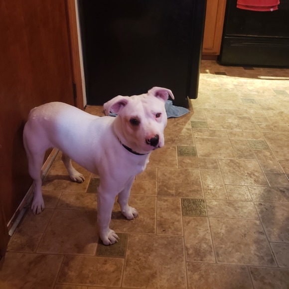 Meet your Posher, Bobbi - Picture 1 of 1